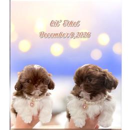 Ethel - Liver and white female Shih Tzu puppy in Hanford, California from MeMaw Shih Tzus