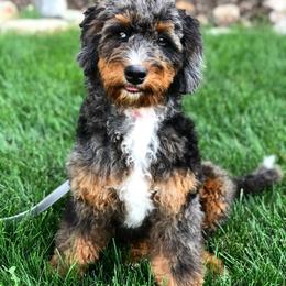 Stella - Bernedoodle