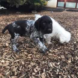 German Wirehaired Pointer Puppies from Ca’ Rigada Deutsch Drahthaar (GWP)