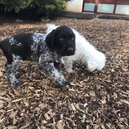 German Wirehaired Pointer Puppies from Ca’ Rigada Deutsch Drahthaar (GWP)