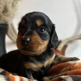 Boy 3 - Dachshund puppy in Arizona from Black Oak Dachshunds