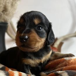 Boy 3 - Dachshund puppy in Arizona from Black Oak Dachshunds