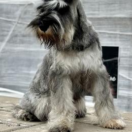 Giant Schnauzer and Miniature Schnauzer Puppies from My Angel Schnauzers