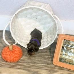 Dachshund Puppies from BooneDox Mini Dachshunds