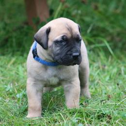 Boerboel Puppies from Northland Boerboels