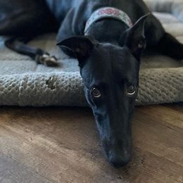 Border Collies from Hound and Harvest
