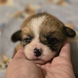 Girl 1 - Sable female American Corgi puppy in Tallahassee, Florida from Koko's Korgis