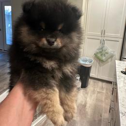 Black and Tan - Black and tan female Pomeranian puppy in Sonora, California from NorCal Pomeranians