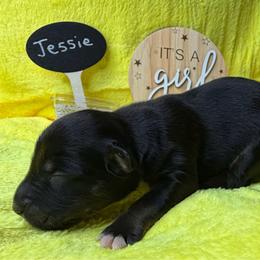 Jessie - Black tri-color female Australian Shepherd puppy in Shepherdsville, Kentucky from Annie's Aussies