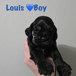 Cocker Spaniel puppies from Belive in Dreams Cockers