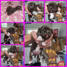 Girl 2 - Chocolate and tan female Shih Tzu puppy in Houston, Texas from Shih Tzu Houston