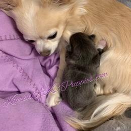 Chihuahua Puppies from Kiara's AKC Chihuahuas of Michigan