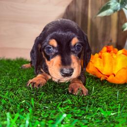 BlackCream Boy 3500 - Black and cream male Dachshund puppy in Apopka, Florida from The HotDog Stand
