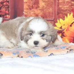 Bo - Silver male Shichon puppy in Moulton, Iowa from Shondel Puppy Paws