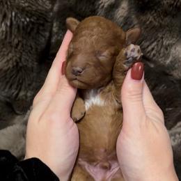 Teddy Boy 3800includes delivery - Red  male Goldendoodle puppy in Mayfield, Utah from Ruff Country Doodles