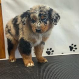 Simba - Blue merle male Miniature Australian Shepherd puppy in Oronogo, Missouri from Dutton's Show Me Farms
