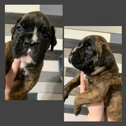 Boy 2 - Boxer puppy in Henderson, Tennessee from Vom Broadvalley