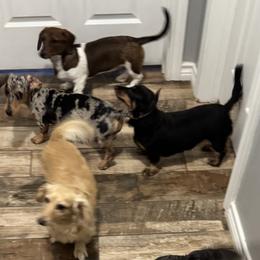Dachshunds from Rolling9dachshunds