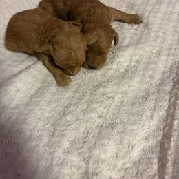 Pekingese and Poodle Puppies from Dogs lovers