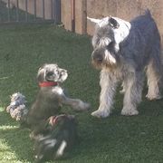Standard Schnauzer Puppies from Kidson Standard Schnauzers
