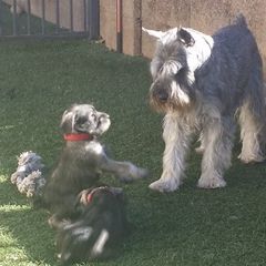 Standard Schnauzer Puppies from Kidson Standard Schnauzers