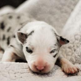 Foxglove - Blue merle male Border Collie puppy in Opelousas, Louisiana from Zahara Border Collies