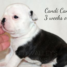 Girl 1 - Black and white female Boston Terrier puppy in North Central, Vermont from Windy Valley’s Bostons