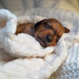 Romeo - Red male Dachshund puppy in Phoenix, Arizona from Lengthydog.co