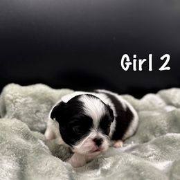 Girl 2 - Black and white female Japanese Chin puppy in Vernon, Connecticut from Chin Babies