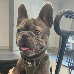 Pierre - French Bulldog
