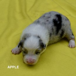 Australian Shepherd and Cavalier King Charles Spaniel Puppies from FairWilde Farm