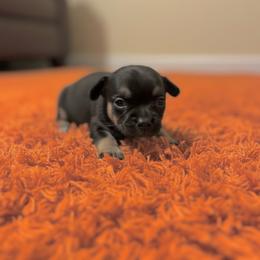 Virginia - Black and tan female Chihuahua puppy in Harlan, Iowa from Home Grown Chihuahuas From Iowa
