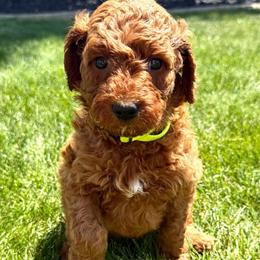 Johnny - Red  male Goldendoodle puppy in Spokane, Washington from Goldendoodles on the Prairie