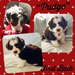 Aussiedoodle Puppies from Ohana Companions