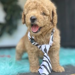 Peanut butter - Red  male Goldendoodle puppy in Graham, North Carolina from Geise Meadow Doodles