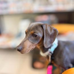 Winnie - Blue and tan female Dachshund puppy in Harmony, North Carolina from Schuster Haus