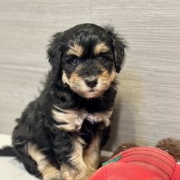 Blanche - Phantom female Goldendoodle puppy in Columbus, Montana from Comfort Doodle