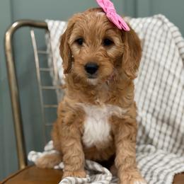 Pink collar BARBIE - Apricot female Goldendoodle puppy in Salem, Utah from Aspen Doodles Utah