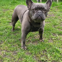 Whiskey - French Bulldog