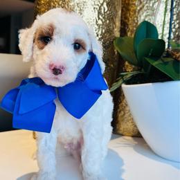 Blue - Parti male Goldendoodle puppy in Miami, Florida from GoldStar Doodles USA