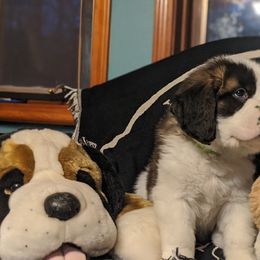 Saint Bernard Puppies from Cornerstone Saint Bernard's