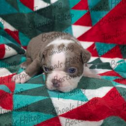 Socks - Lilac female Boston Terrier puppy in Millers Creek, North Carolina from Tumbling Shoals Hilltop Bostons