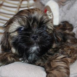Boy 1 - Red male Shih Tzu puppy in Craig, Colorado from Rocky Mountain Shih Tzus and Dry Creek Miniature Dachshunds