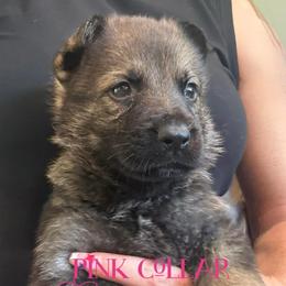 Pink collar - Sable female German Shepherd puppy in Canterbury, Connecticut from Nachtwaechter German Shepherds, LLC