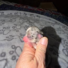 Louis - Blue merle male Chihuahua puppy in Seneca, Missouri from Stephanie’s Puppy Colony