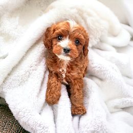 Australian Labradoodle, Bernedoodle, and Cavapoo Puppies from Doodles of Oz