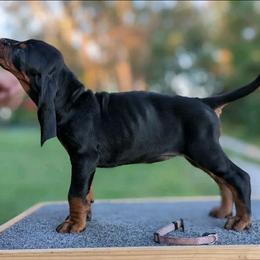 Mss Purple - Black and tan female Black and Tan Coonhound puppy in Madisonville, Tennessee from Blackstone Valley Hounds