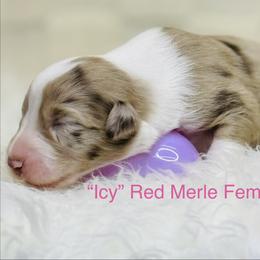 Icy - Red merle female Australian Shepherd puppy in Texas from Legendary Canines