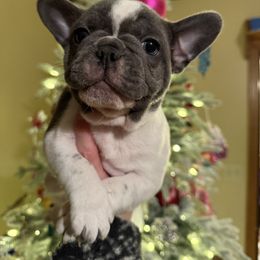 Bulldog and French Bulldog Puppies from Midwest Monster Made Bulldogs