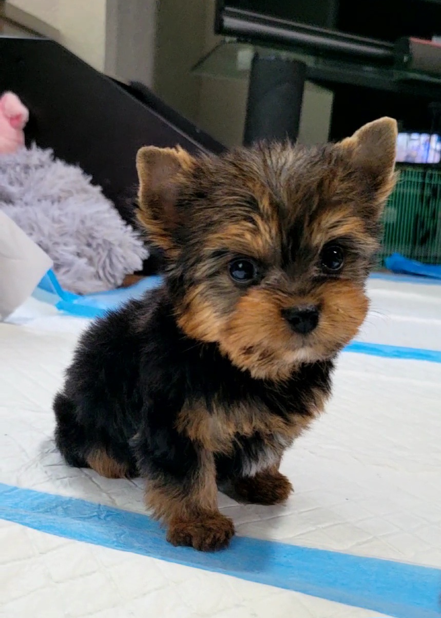 Maltese, Morkies, and Yorkshire Terriers from K and E Small Breed Puppies